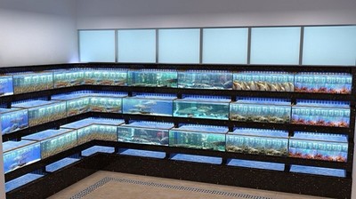 酒店海鲜鱼缸