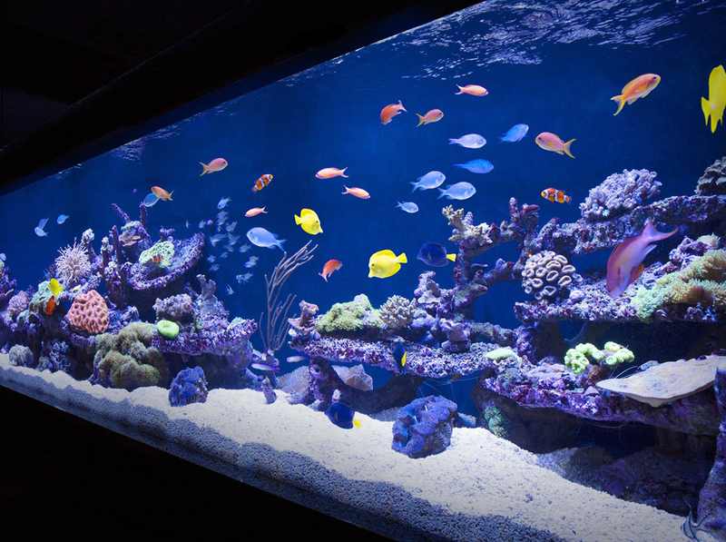 生态鱼缸背景墙效果图图片